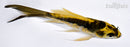 4.75" KIN KIKOKURYU BUTTERFLY