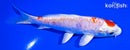 5.5" KIKUSUI