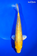 9.75" YAMABUKI OGON