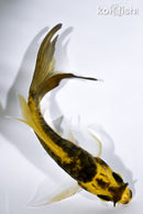 4.75" KIN KIKOKURYU BUTTERFLY