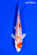 5.5" KIKUSUI