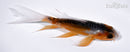4.75" HI SHUSUI BUTTERFLY