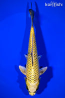 8.75" KIN KI MATSUBA