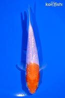 5.25" GINRIN KOHAKU