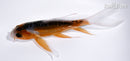 4.75" HI SHUSUI BUTTERFLY