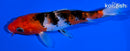 5.5" SANKE