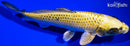 8.75" KIN KI MATSUBA