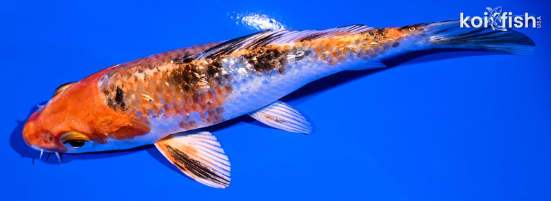 5.25" GINRIN YAMATO NISHIKI