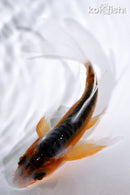4.75" HI SHUSUI BUTTERFLY