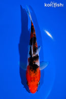5.5" SANKE