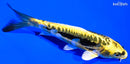 5.5" KIN KIKOKURYU
