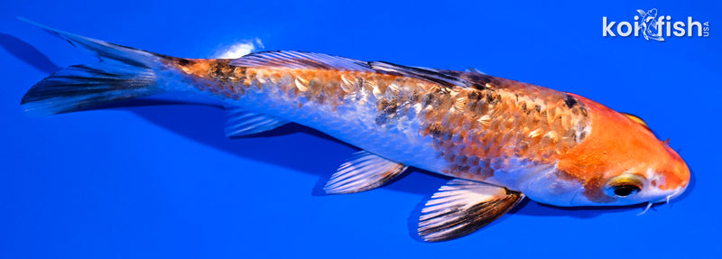 5.25" GINRIN YAMATO NISHIKI