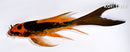 4.75" BENI KIKOKURYU BUTTERFLY