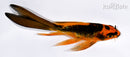 4.75" BENI KIKOKURYU BUTTERFLY