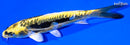 5.5" KIN KIKOKURYU