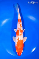9.25" HARIWAKE