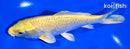 5.75" YAMABUKI OGON