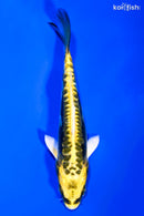 5.5" KIN KIKOKURYU