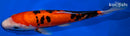 9.75" DOITSU AKA SANKE