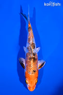 5.25" GINRIN YAMATO NISHIKI