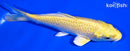 5.75" YAMABUKI OGON