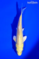 5.75" YAMABUKI OGON
