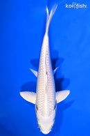 6" PLATINUM OGON