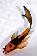 4.75" BENI KIKOKURYU BUTTERFLY