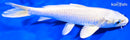 6" PLATINUM OGON