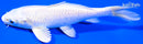 6" PLATINUM OGON