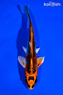 6" KUJAKU