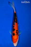 9.75" DOITSU AKA SANKE