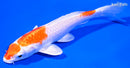 5.5" HARIWAKE