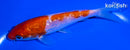 5.25" GINRIN KOHAKU