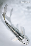 4.25" KIKOKURYU BUTTERFLY