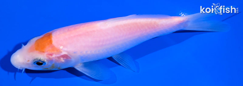 5.25" KOHAKU