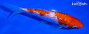 5.25" GINRIN KOHAKU