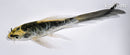 4.5" KIN KIKOKURYU BUTTERFLY