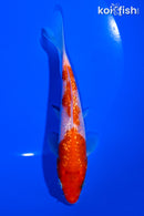 5.25" GINRIN KOHAKU