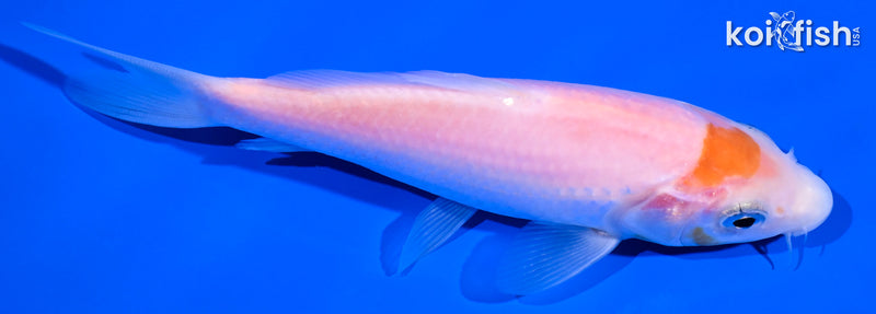 5.25" KOHAKU