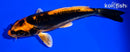 5.25" BENI KIKOKURYU