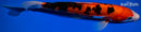 9.75" DOITSU AKA SANKE