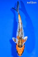 5.75" KUJAKU