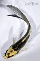 4.5" KIN KIKOKURYU BUTTERFLY
