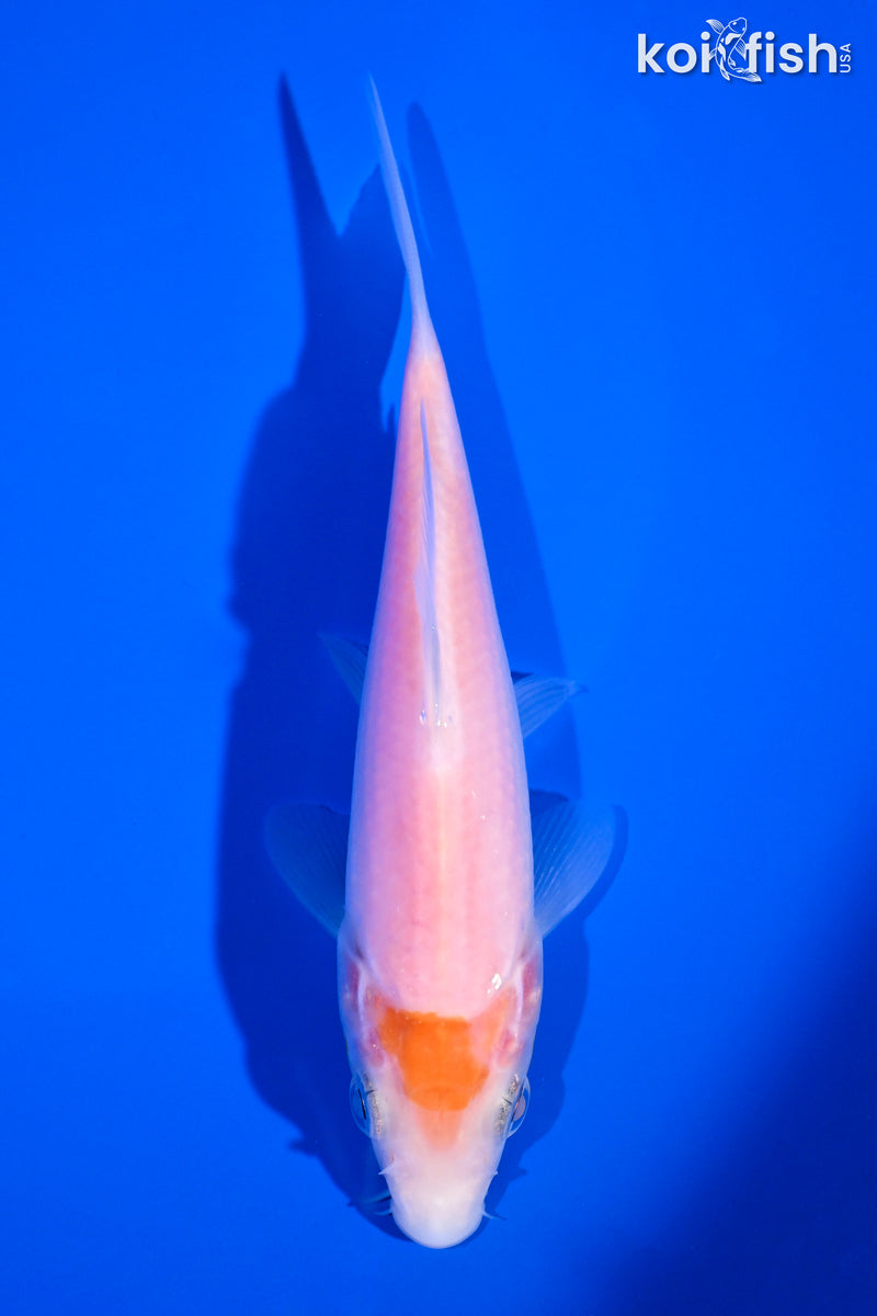5.25" KOHAKU