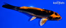 5.25" BENI KIKOKURYU