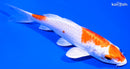 5.5" HARIWAKE