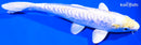 6.75" DOITSU LEMON HARIWAKE