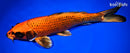 13.5" KIN ORENJI MATSUBA
