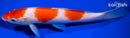 9.75" SANDAN KOHAKU